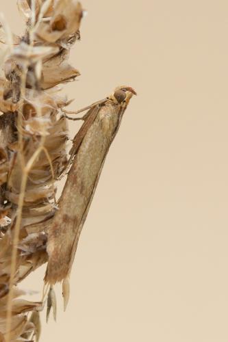 Homoeosoma sinuella